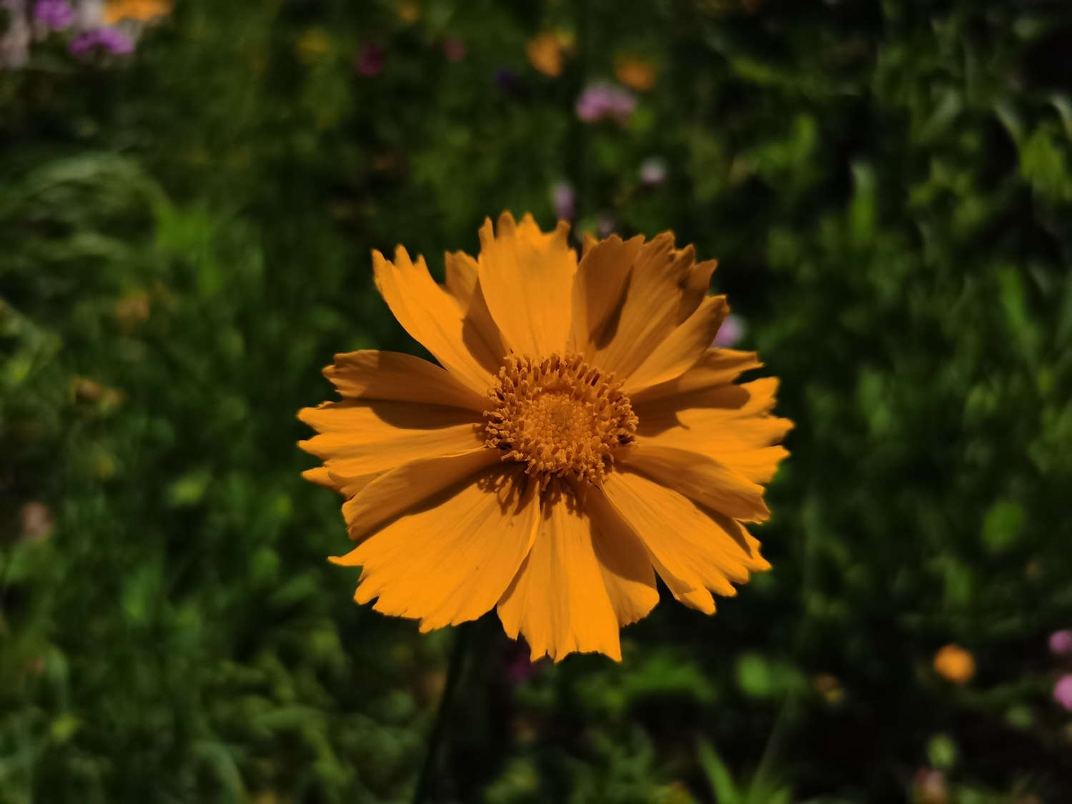 菊花夏季怎么养护？