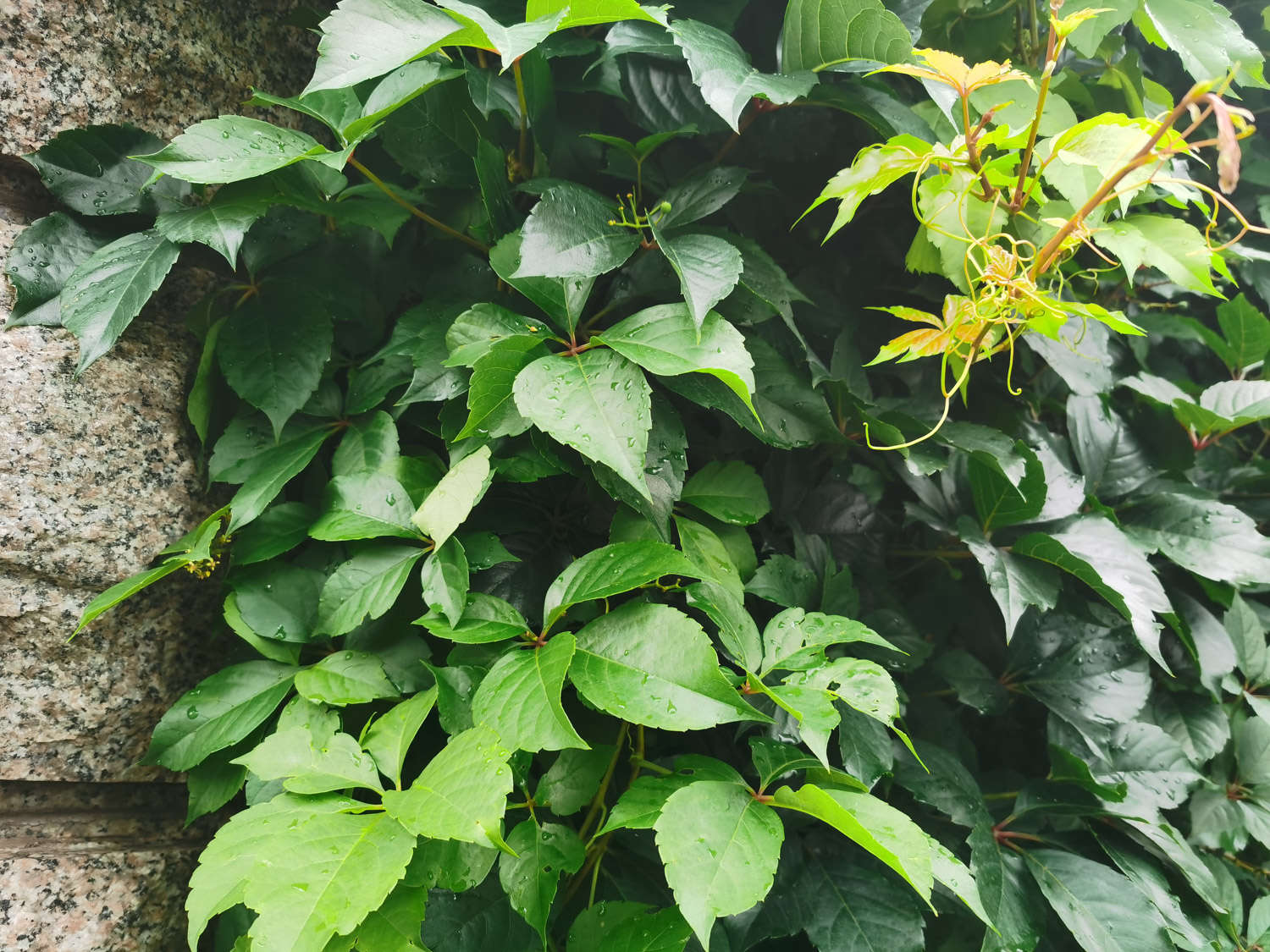 爬山虎的叶子为什么一顺儿朝下，爬山虎是怎么爬的