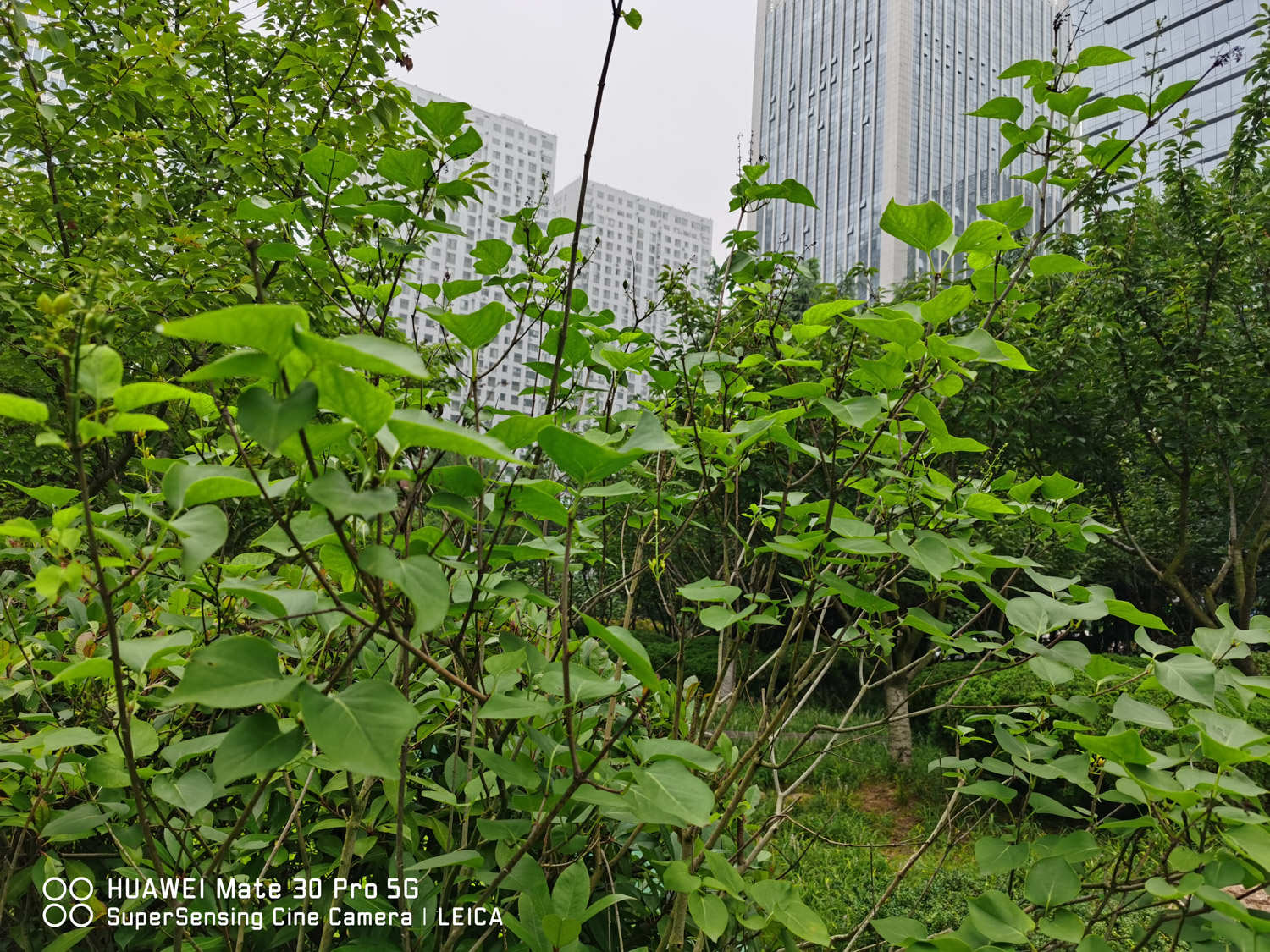 黑河适合养什么花，市花和市树是什么