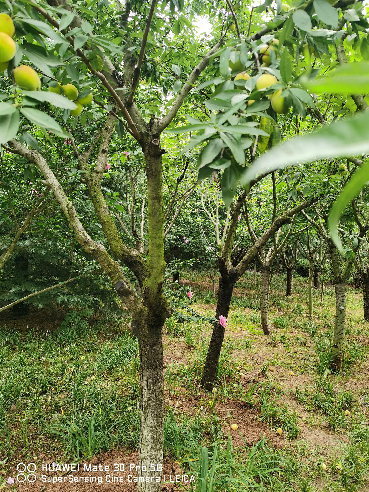 桃树涝了怎么办