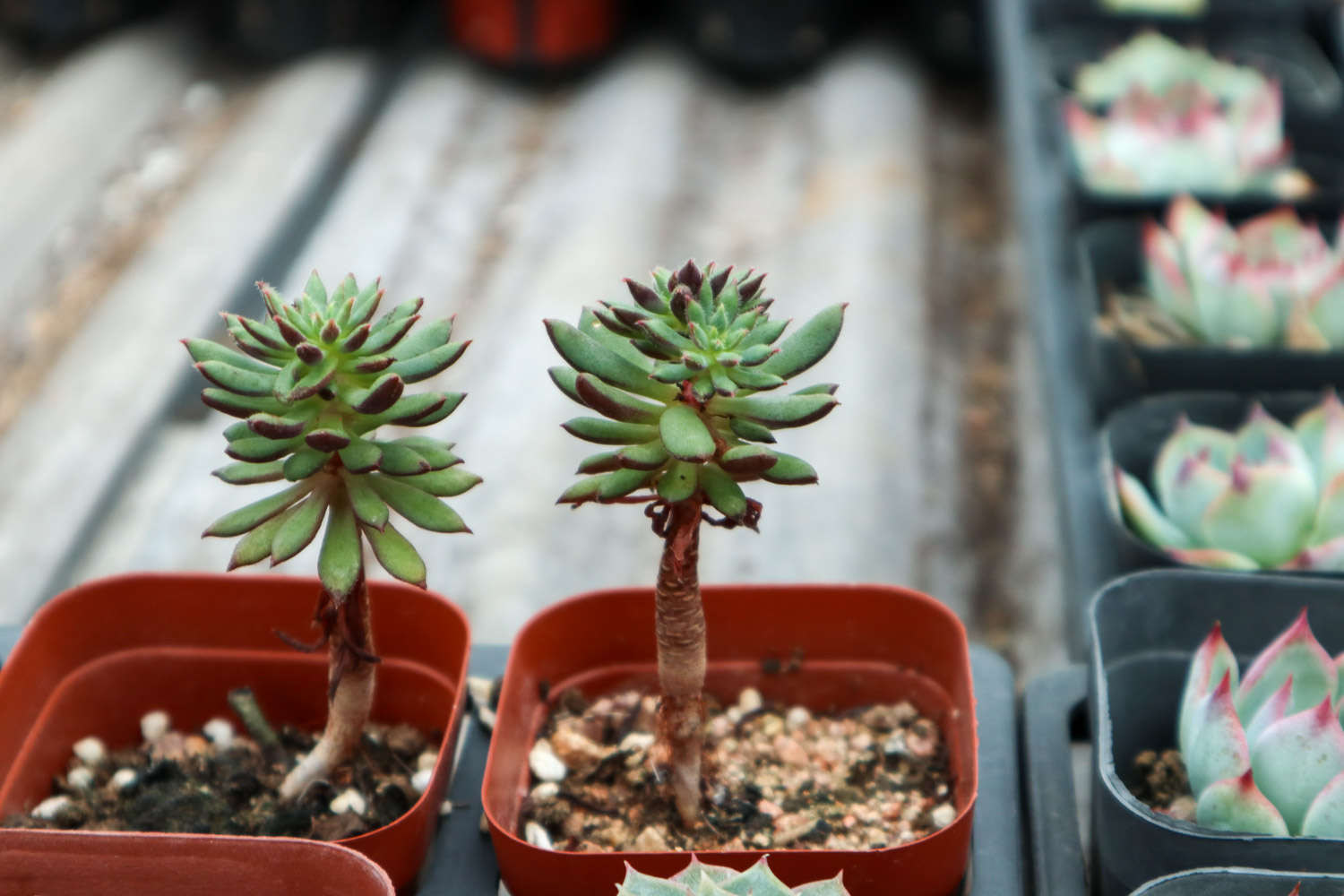 她把多肉种屋顶，1年垂下2层楼，邻居天天举报！