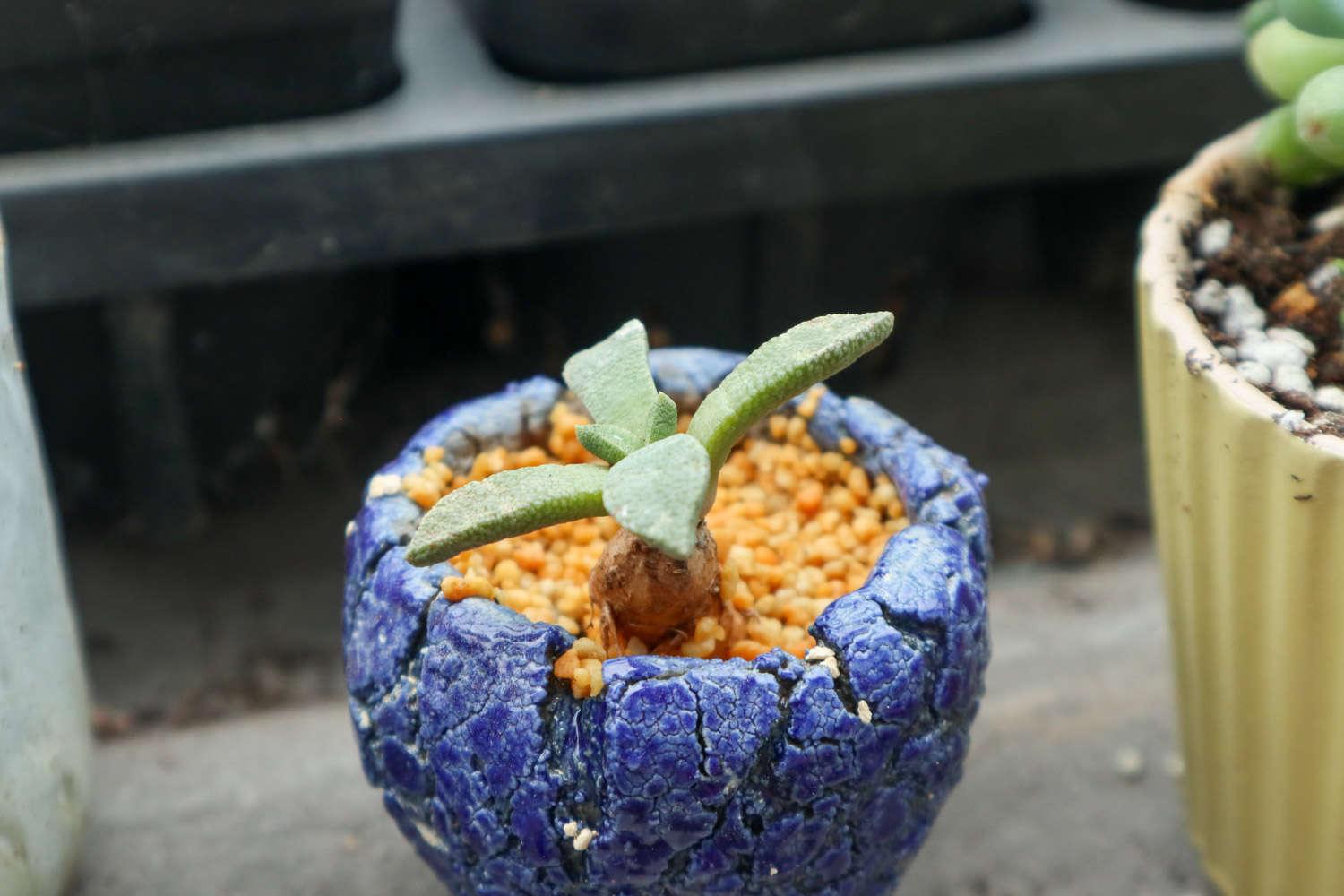 2019最流行的10种多肉，外星球来的，你绝对没见过！