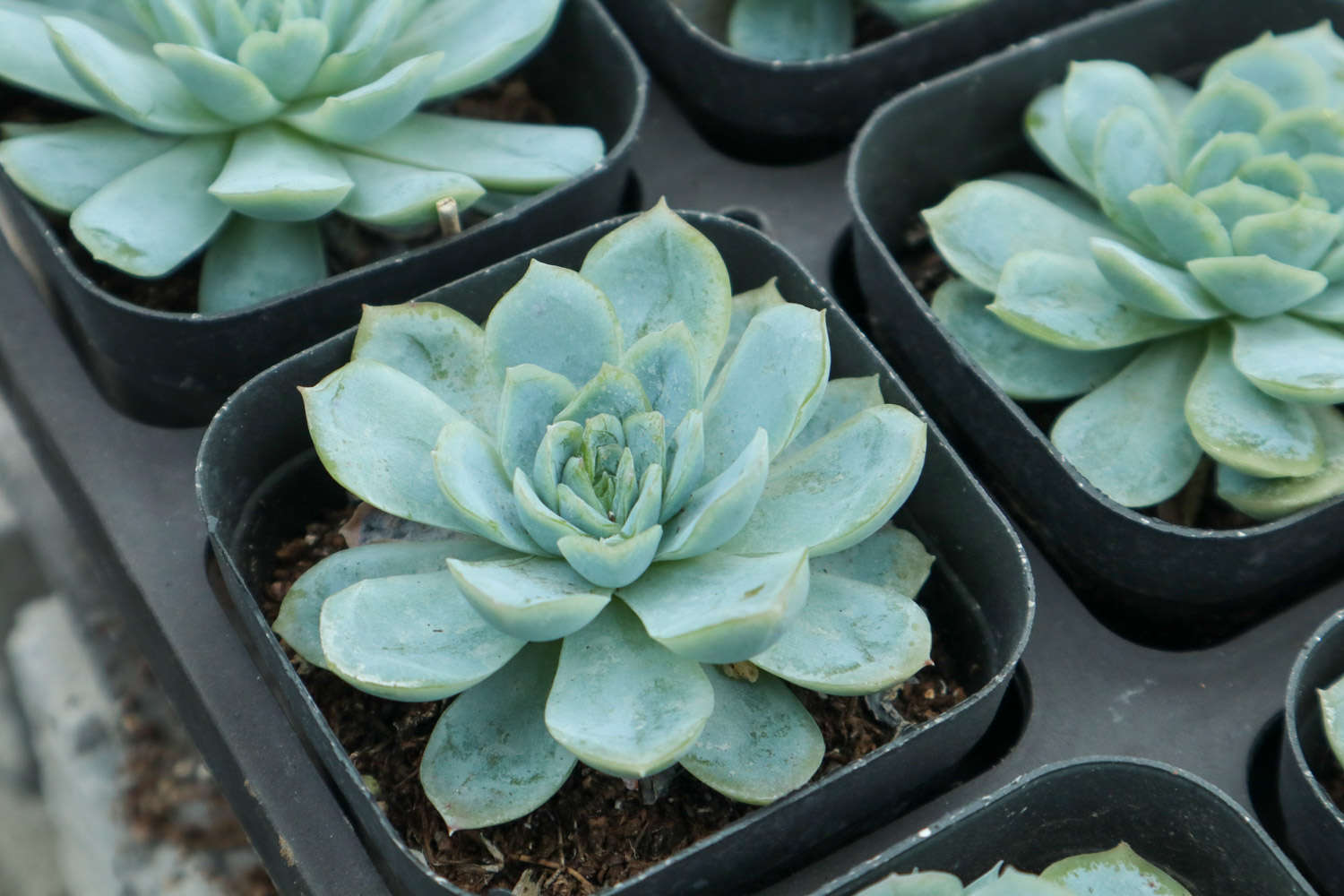 多肉叶插老不活？快给它翻个，让它侧躺，成活率100%！