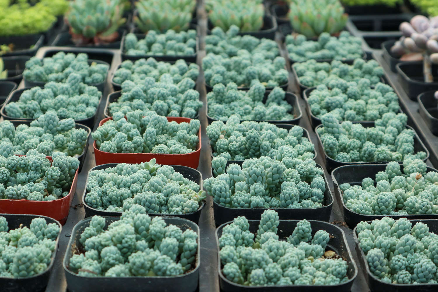 姬星美人的繁殖方法有哪些