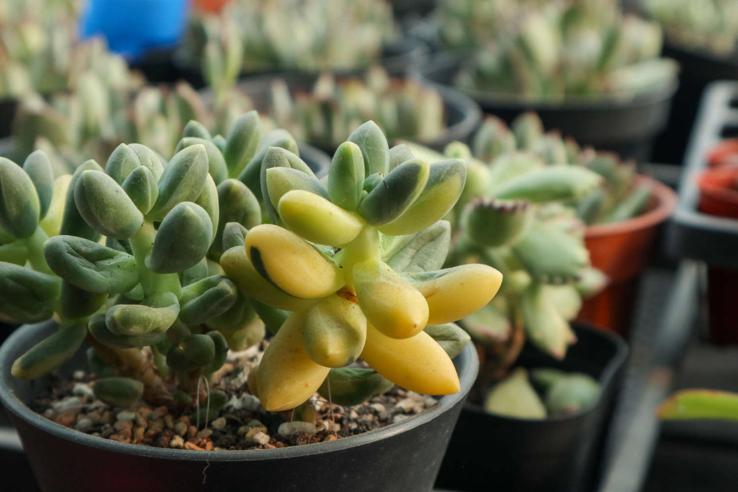 跟着镜头玩多肉，看看贵货啥样！