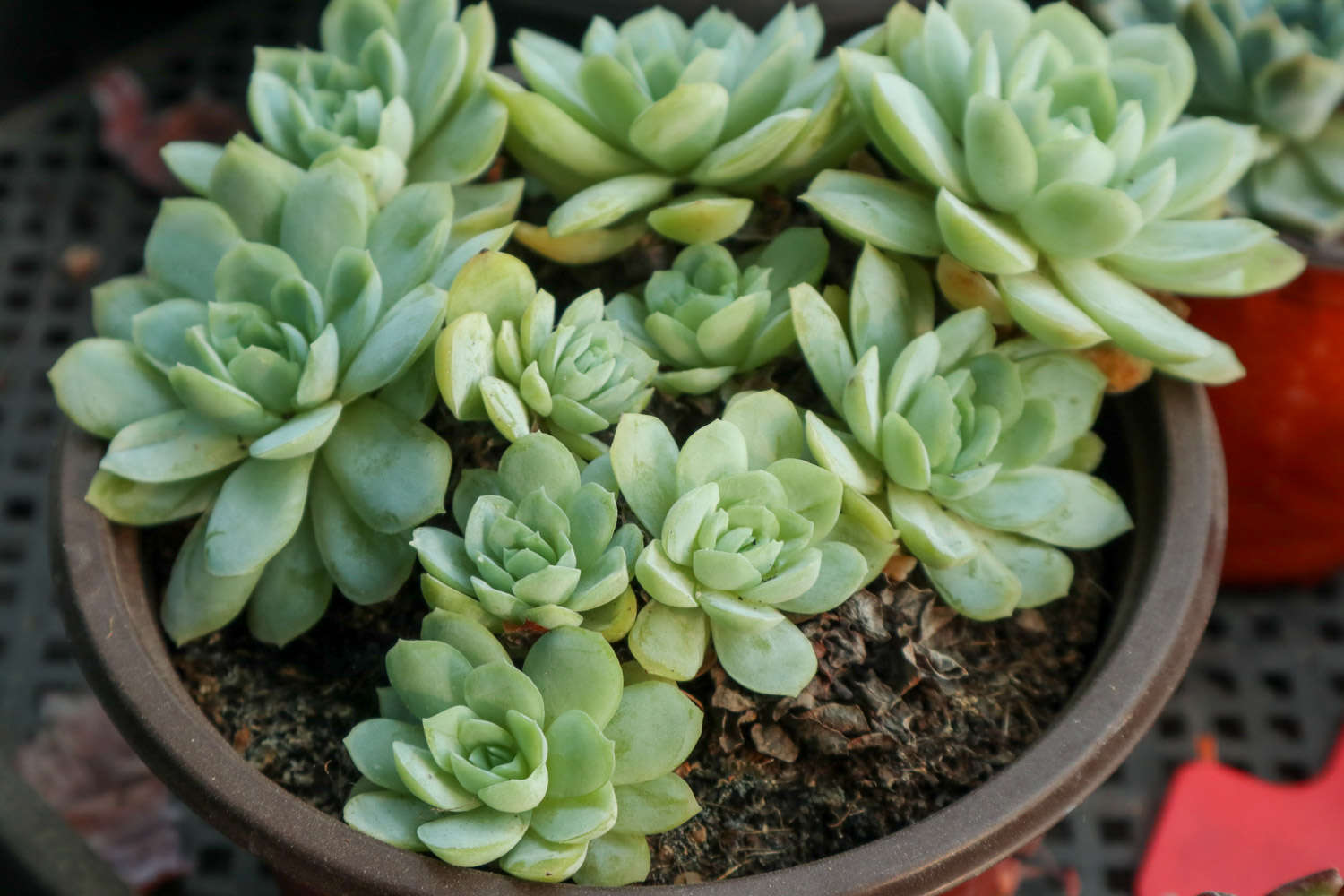 种植多肉植物的步骤