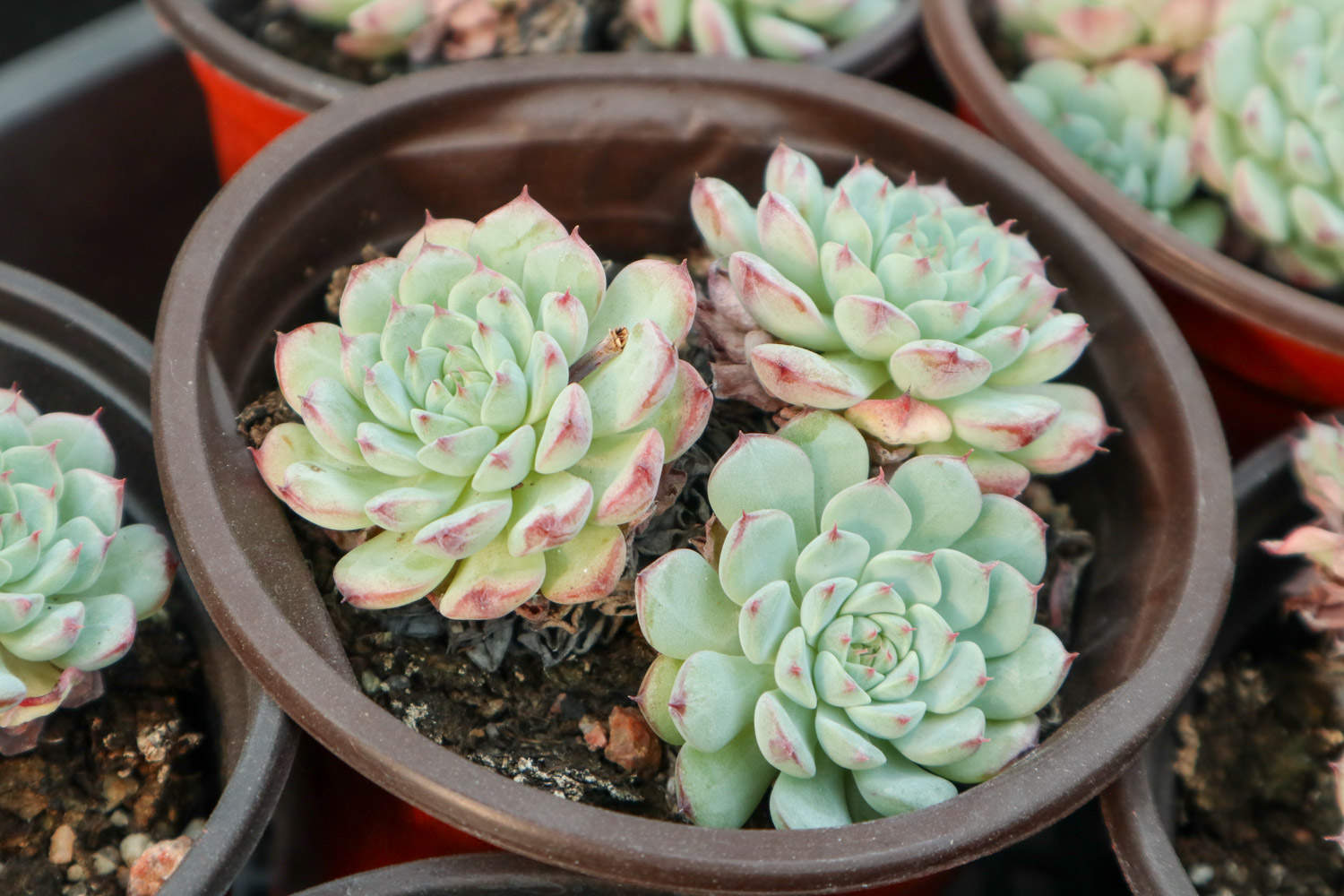 十大最漂亮的多肉植物