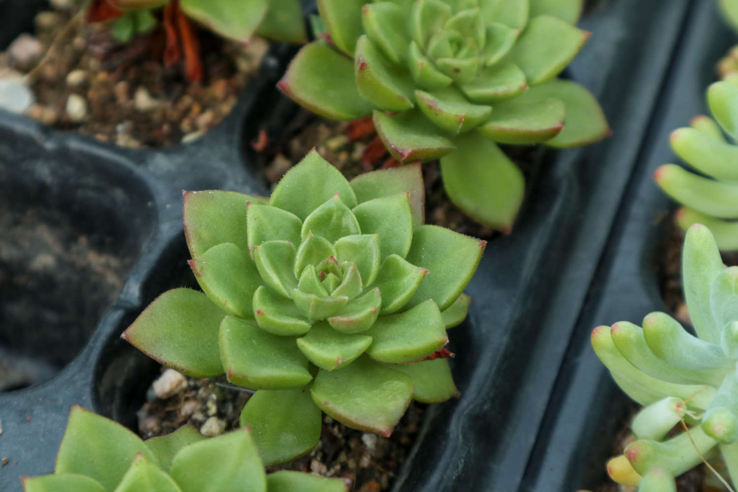 多肉植物怎么养活