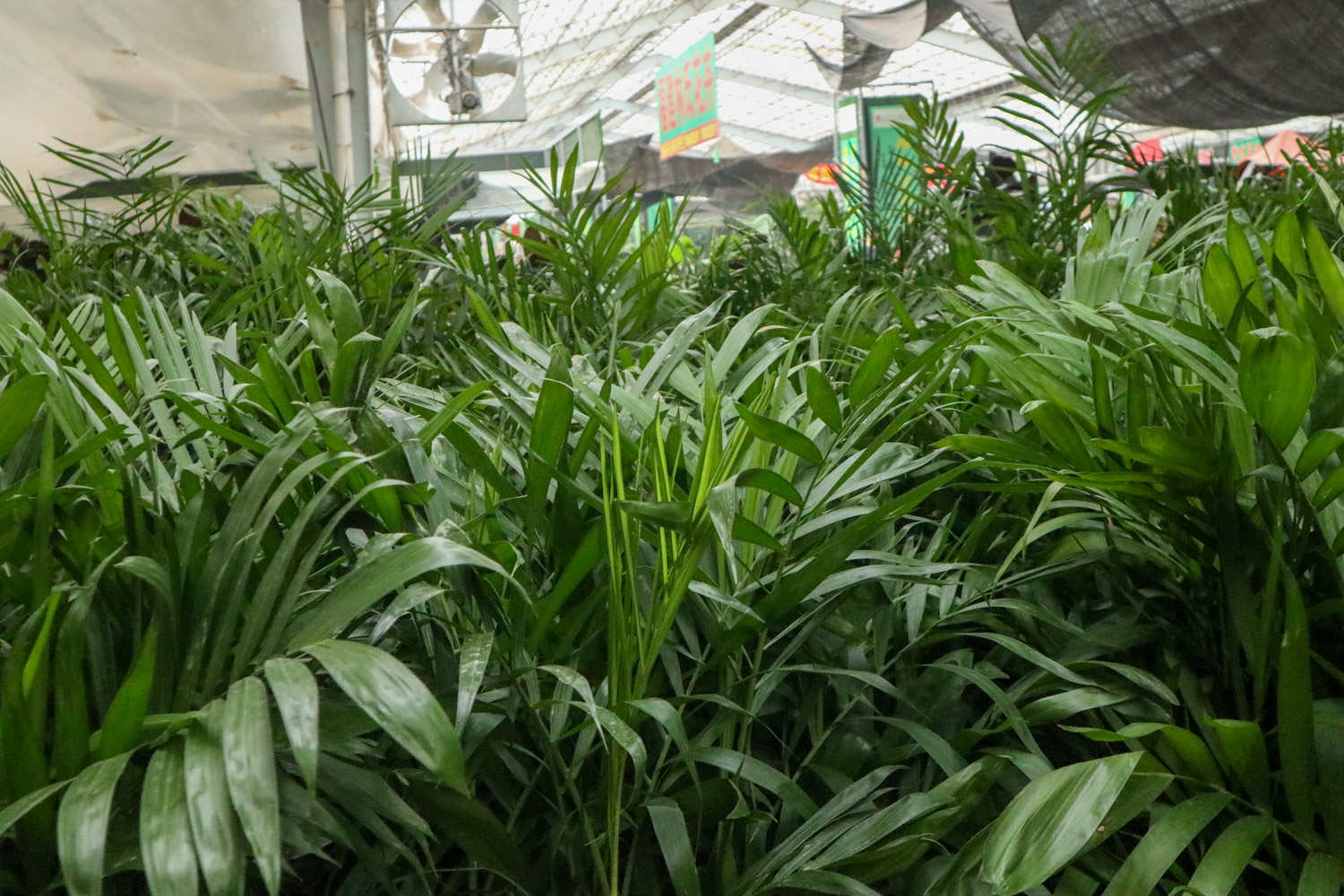 夏威夷椰子种子怎么种