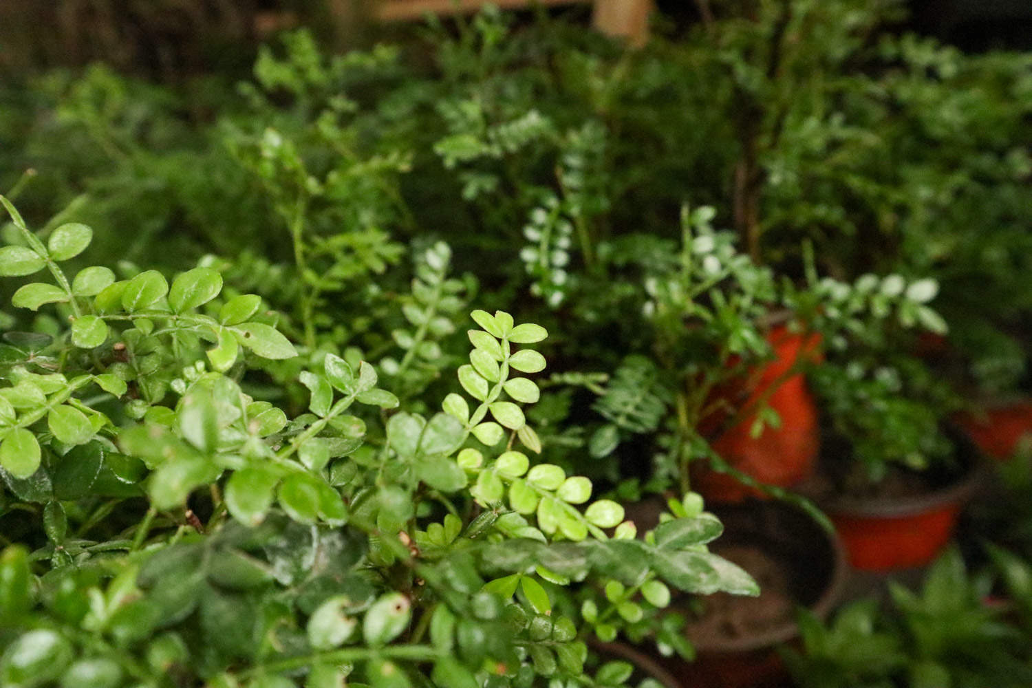 胡椒木怎么修剪