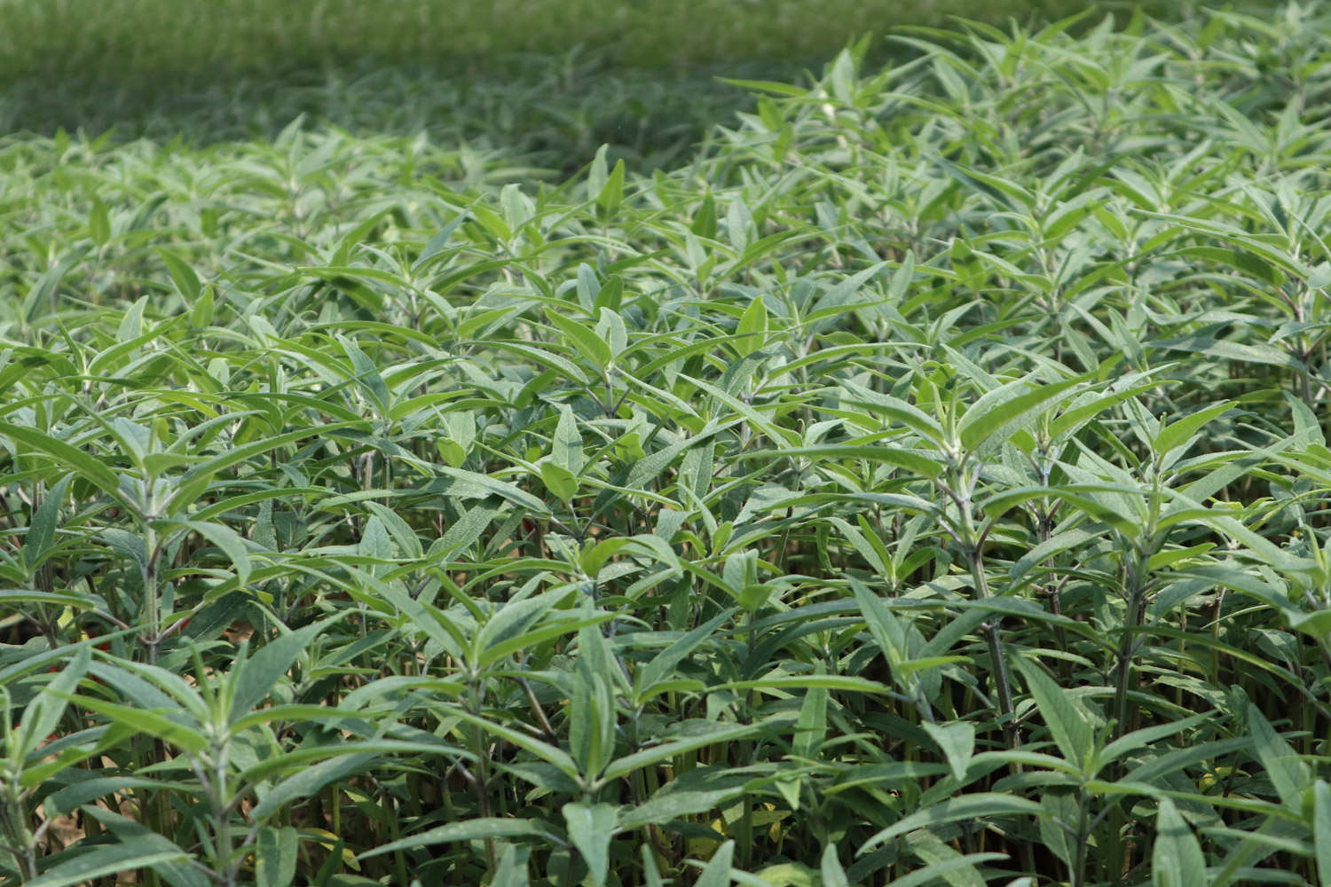 千屈菜什么时候开花
